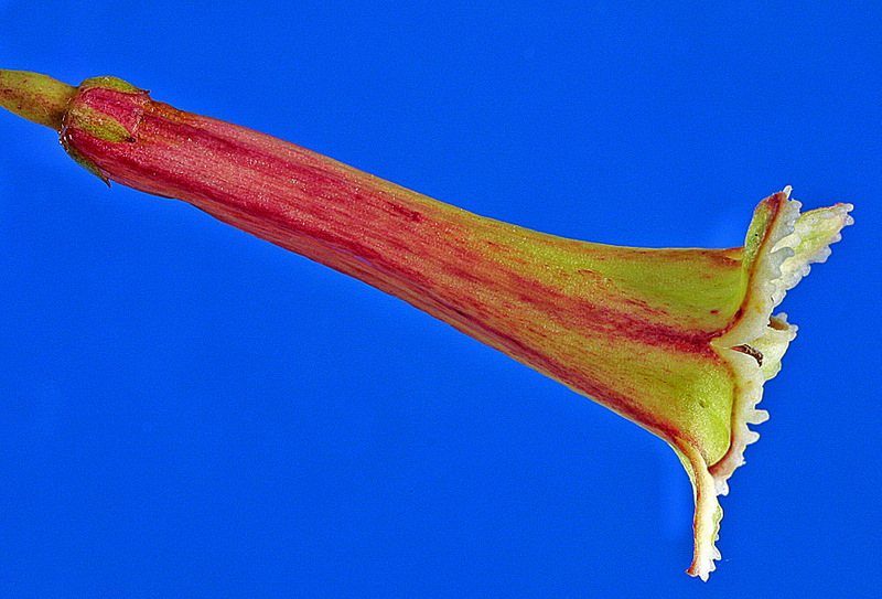 Alseuosmia macrophylla The University of Auckland